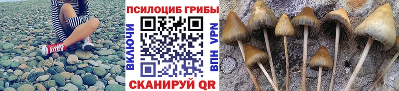 Псилоцибиновые грибы прущие грибы  Полесск 